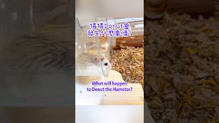 倉鼠Donut失手了 Funny Hamster Behaviour shorts 倉鼠 hamsters [upl. by Imeaj627]