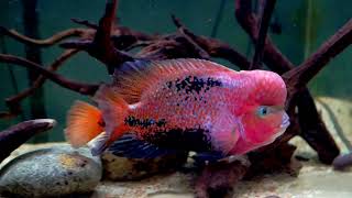 Male Vieja Melanura aka Synspilum aka Red Headed Cichlid Update [upl. by Laniger]