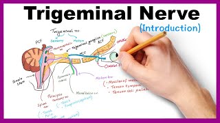 Trigeminal nerve Introduction [upl. by Aneekat]