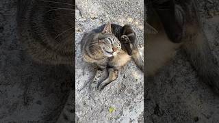 Mi Gata La Caza Ratas 🐱🐭 cat gatos cute beautiful [upl. by Zebulon154]