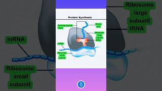 Protein Synthesis Ribosome mRNA and tRNA [upl. by Oivat]