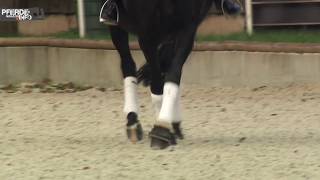 Lektionen reiten Die Traversale wwwpferdemagazininfo [upl. by Noelopan]