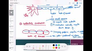 Myelin and saltatory conduction physiology neurology 17  First Aid USMLE Step 1 in UrduHindi [upl. by Dougy]