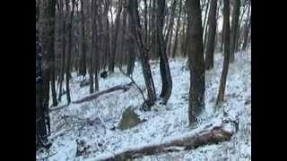 Wild boar driven hunt in Hungary  Saudrückjagd in Ungarn  Vaddisznóhajtás [upl. by Llednohs]