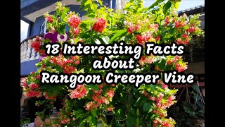 18 Interesting Facts about Rangoon Creeper Vine  Part 1 [upl. by Emirak875]