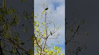 Aratinga Ojiblanca 2 Psittacara leucophthalmus birds nature travel [upl. by Eltsryk]