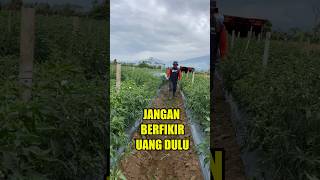 Sukses bertani cabe [upl. by Bergess663]