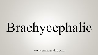 How To Say Brachycephalic [upl. by Ydrah]