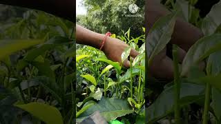 Tea leaf plucking🌱🌱teagardengreennatureshortvideo [upl. by Takashi]