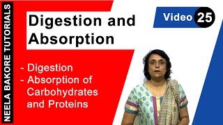 Digestion and Absorption  NEET  Digestion  Absorption of Carbohydrates amp Proteins  Neela Bakore [upl. by Georgi128]