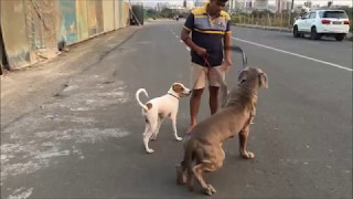 Max  Neapolitan Mastiff amp Rudy  Indian Dog Breed love to go for walk together [upl. by Eelegna]