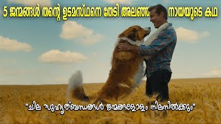 A Dogs purpose 2017 movie explained in malayalamemotional movie explanation [upl. by Rozina]