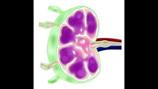 What are the High Endothelial Venules HEV and What is Their Role Inside Lymph Nodes Pr J Moore [upl. by Goltz]