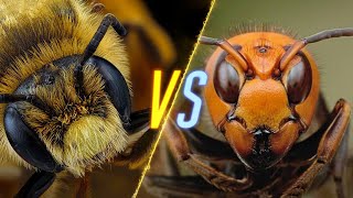 Murder Hornets VS Bees [upl. by Bohlin]