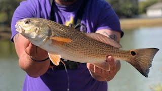 Fishing for Redfish in TINY PONDS Salt Pond Hopping [upl. by Delanie272]