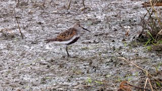 Dunlin Calidris alpina in Rain  Alpenstrandläufer im Regen 2 [upl. by Benco455]