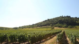 Reportage Vignobles Beaujolais [upl. by Eselahs]