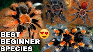 The BEST Tarantula Species for Beginners FirstTime Keepers [upl. by Truman622]