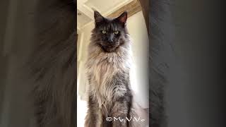 Maine Coon cat Mr ViVo [upl. by Apilef545]