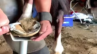 🐴 Horse Hooves Horse Hoof Deep Trimming Emergency Hoof Care for Your Horse [upl. by Sucramd]