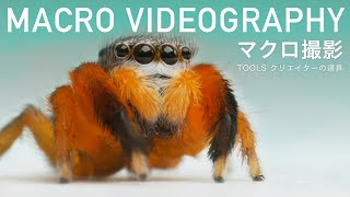 MACRO VIDEOGRAPHY マクロ撮影【TOOLS クリエイターの道具】ハエトリグモを撮る [upl. by Atneuqal842]