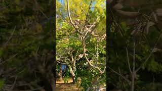 The honey locust Gleditsia triacanthos tree floweringtree nature losangeles summer trees [upl. by Kerin]