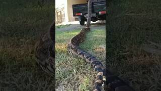 Big python snake unbelievable scene snake python shorts [upl. by Margeaux]