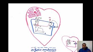 Digoxin mechanism Dr Hamdy [upl. by Coppola]