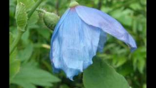 Meconopsis sinivaleunikko [upl. by Favrot]