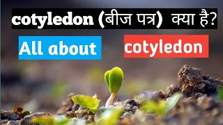 what is cotyledon in hindi all about cotyledon meaning of cotyledon bijpatra kya hota h [upl. by Adalie110]