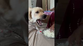 Lab food aggression dog doglover shortsfeed angry viral trending ytshorts shorts [upl. by Nodmac]