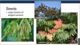 Identifying Treeofheaven Ailanthus altissima [upl. by Haleak]