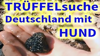 Trüffel Suche mit dem Hund in Deutschland [upl. by Eniffit]