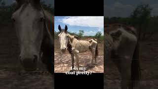 Like we HAVE to stop this stophorseabuse horses sad edit youtube shorts [upl. by Ellivnarg]