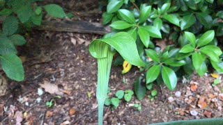 Learn to Grow JackinthePulpit [upl. by Ayanal]