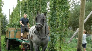 Harvesting hops using a draft horse and a goat [upl. by Elleira647]