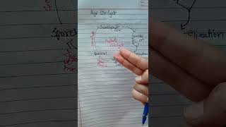 Life cycle of algae plant kingdomneet2025neet biology neet2025 ncert shorts [upl. by Wes357]