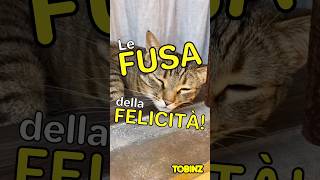 Le FUSA del GATTO portano FELICITÀ [upl. by Shipp198]