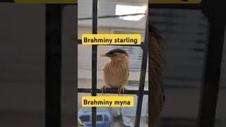 Brahminy starling l Brahminy myna brahminystarling birds brahminymyna youtubeshorts birdslover [upl. by Naesed]