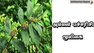 அம்மன் பச்சரிசி பயன்கள் Amman Pacharisi Benefits In Tamil  Siththarkal Ulagam [upl. by Nyliahs]