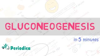 Gluconeogenesis in 5 minutes [upl. by Sperry260]