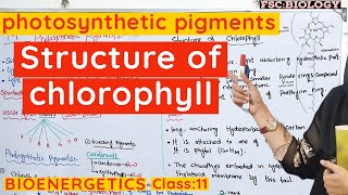 Role of pigments in photosynthesis  Chlorophyll and carotenoids class 11 Bioenergetics urduhindi [upl. by Edward34]