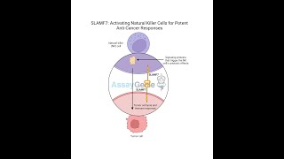 SLAMF7 Activating Natural Killer Cells for Potent AntiCancer Responses [upl. by Derfniw]