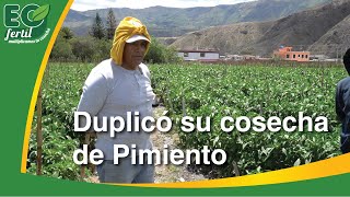 Increible cultivo de Pimiento  Duplicó Cosecha [upl. by Galatea245]