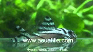 Hypancistrus Zebra L46 especial HD [upl. by Kat283]