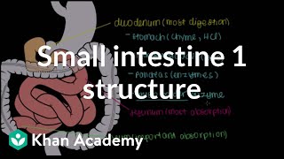 Small intestine 1 Structure  Gastrointestinal system physiology  NCLEXRN  Khan Academy [upl. by Ogren]