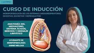 03  ANATOMÍA  MEDIASTINO  CURSO DE INTRODUCCIÓN A LA MORFOFISIOLOGÍA UCSUR 2024 [upl. by Devon324]