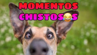 🤣 Videos Graciosos de Animales 🐶😺 Recopilación de Momentos Divertidos de Mascotas [upl. by Leirua257]