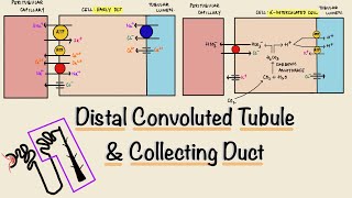 Distal Convoluted Tubule DCT  Collecting Duct  Nephron Transport  Renal Physiology [upl. by Johnnie12]