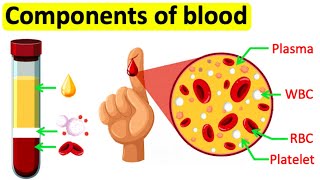 Components of blood  RBC WBC Plasma amp Platelets  Easy science lesson [upl. by Panaggio]